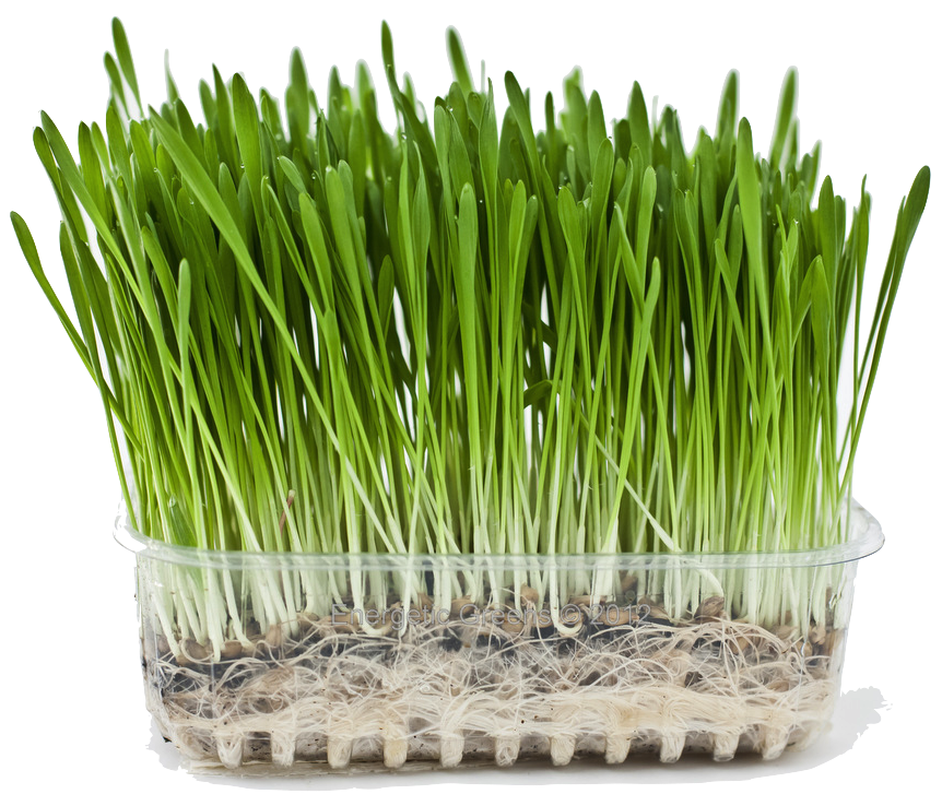 Barley grass
